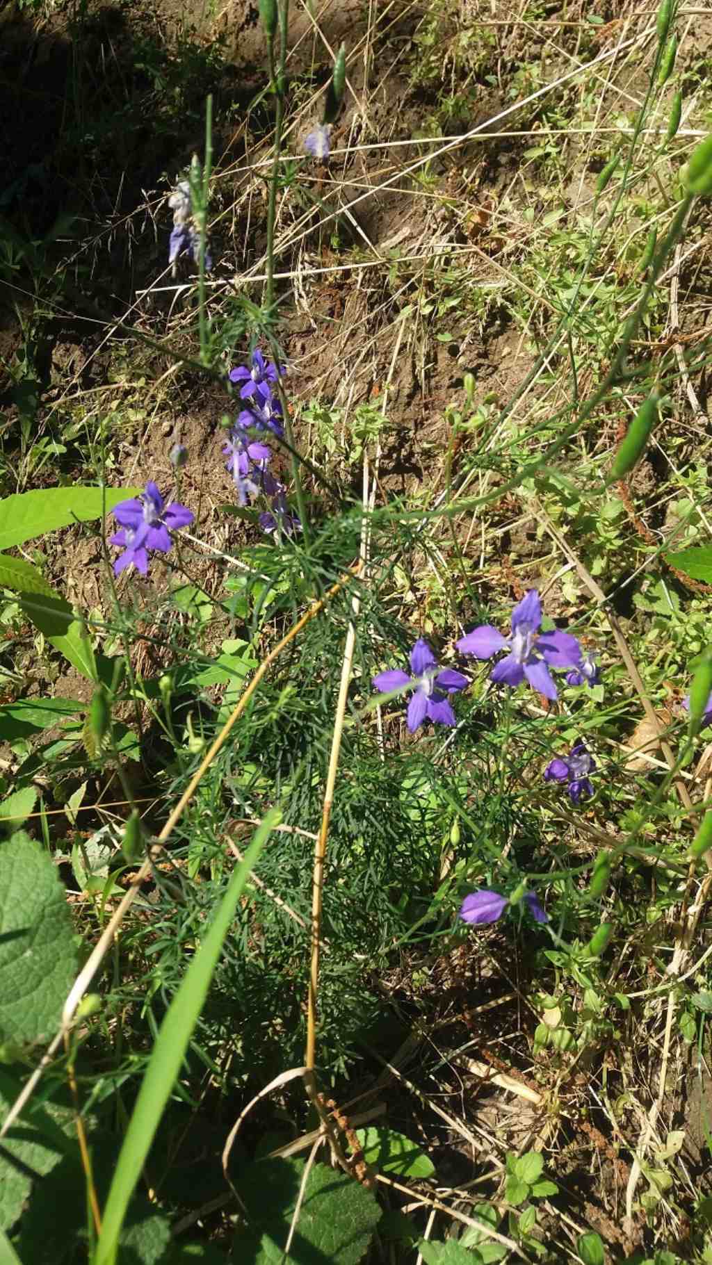 pianta a fiori blu/violetto - Delphinium sp.